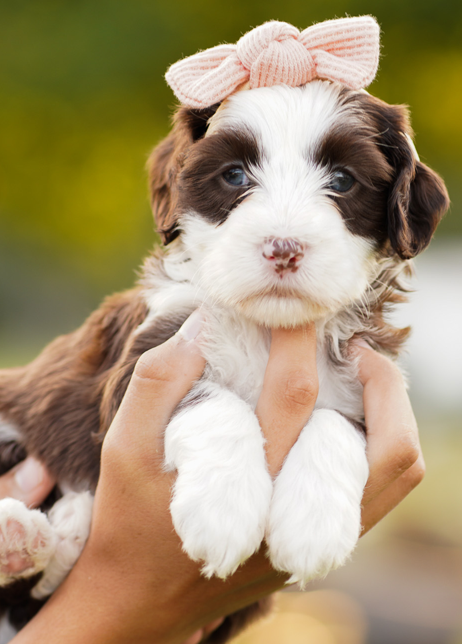 puppy-2