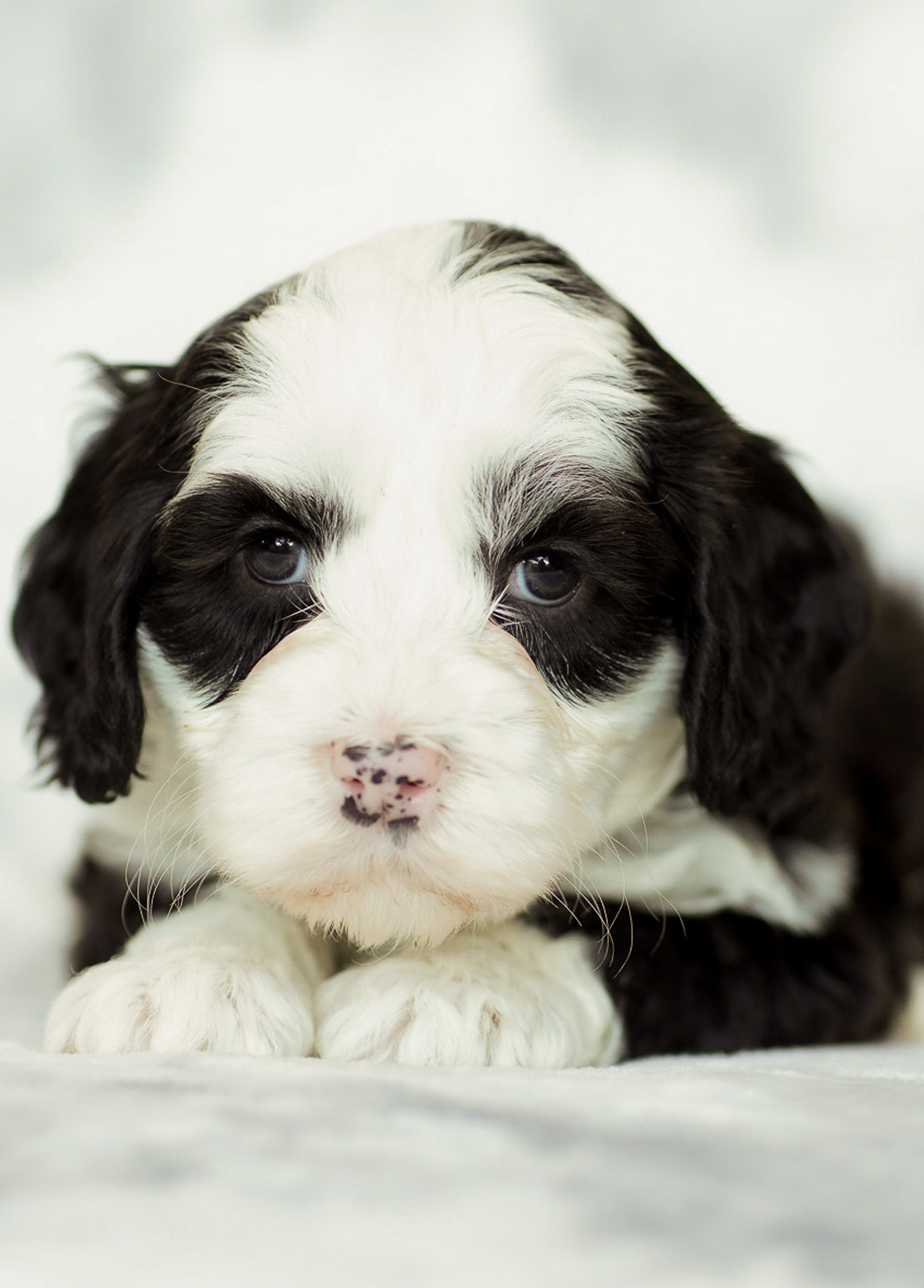 puppy-3