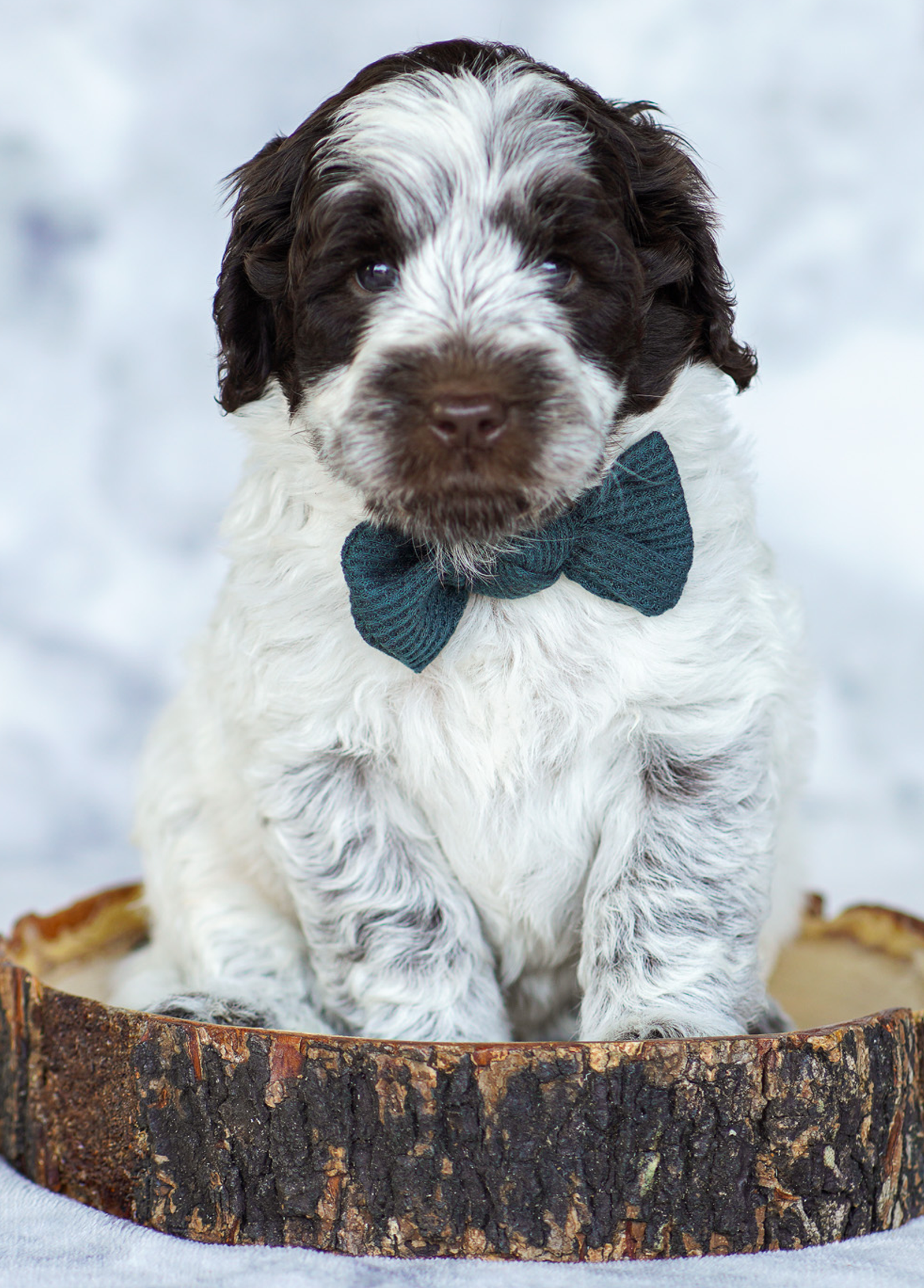 puppy-4