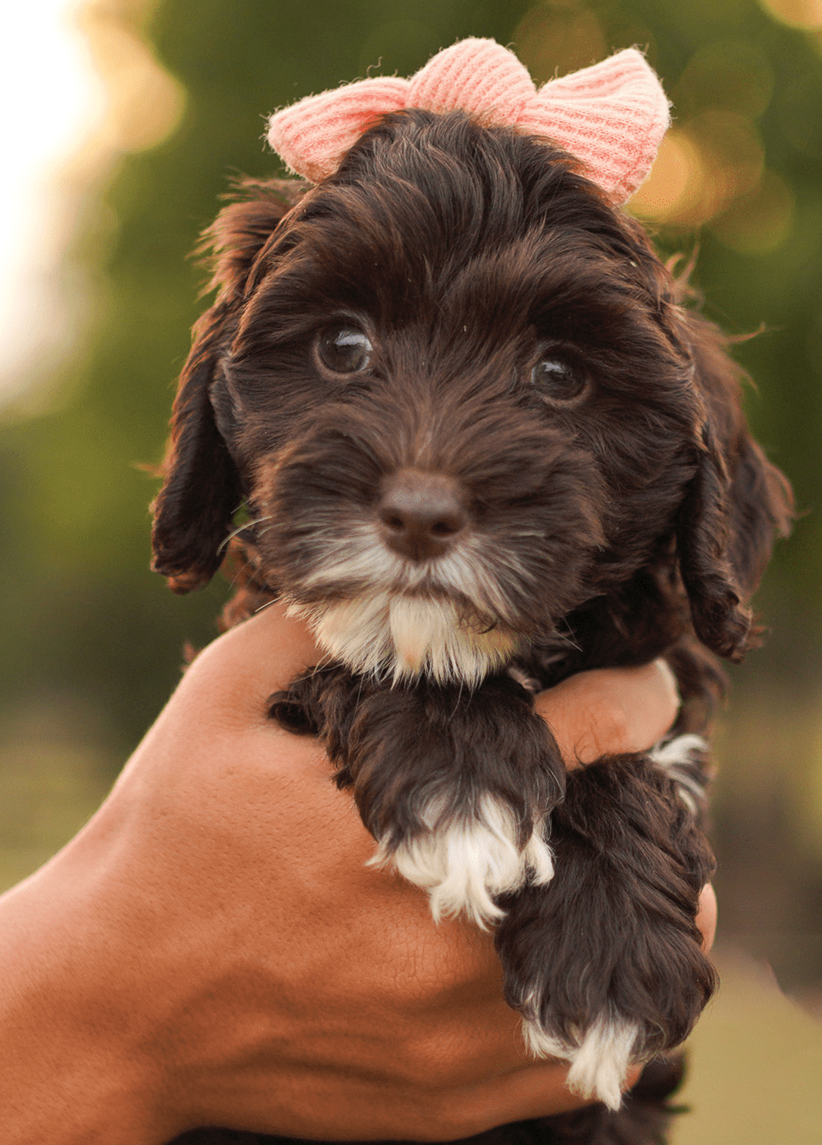 puppy-5